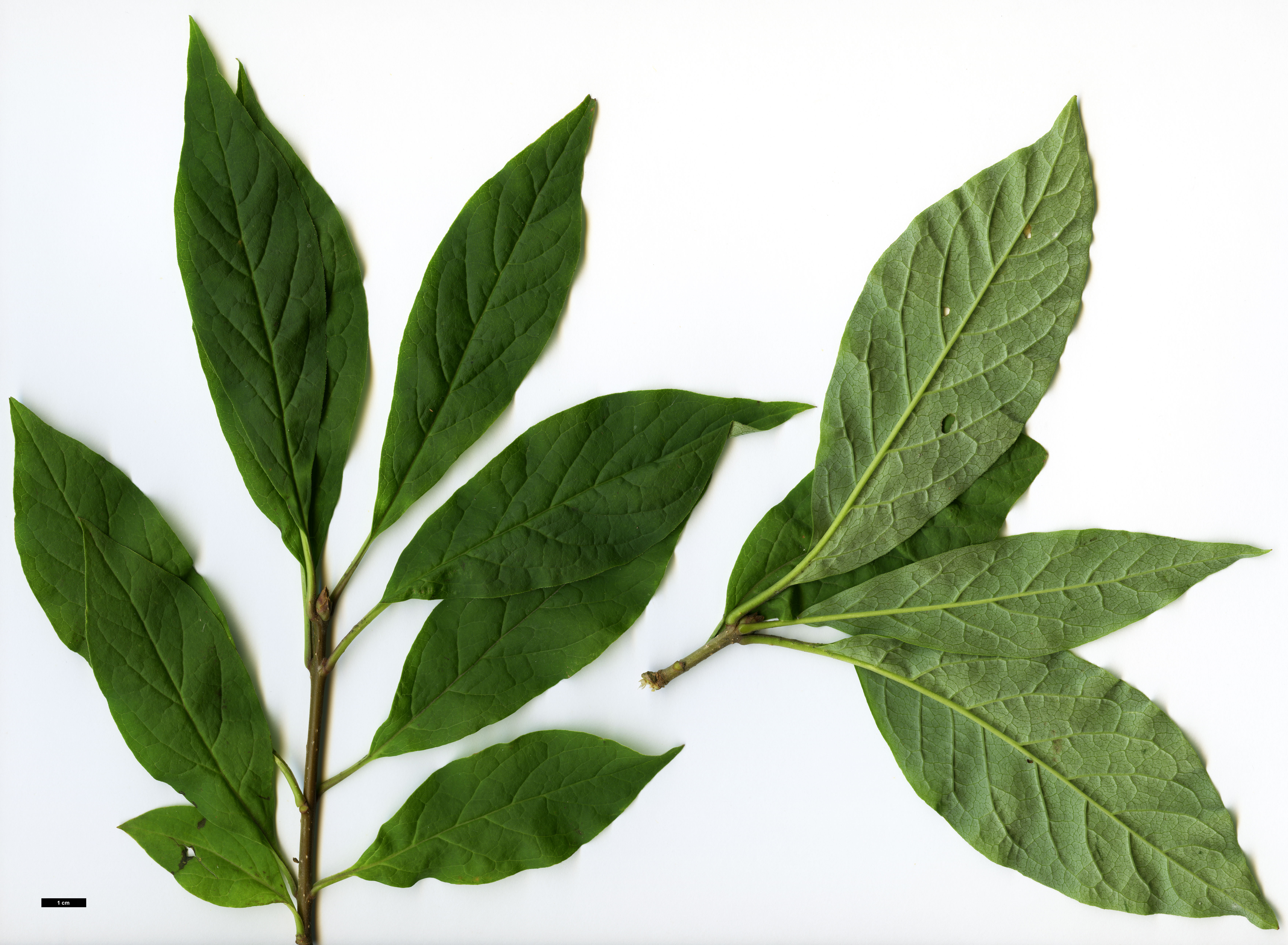 High resolution image: Family: Oleaceae - Genus: Syringa - Taxon: ×prestoniae - SpeciesSub: 'Audrey' (S.reflexa × S.villosa)